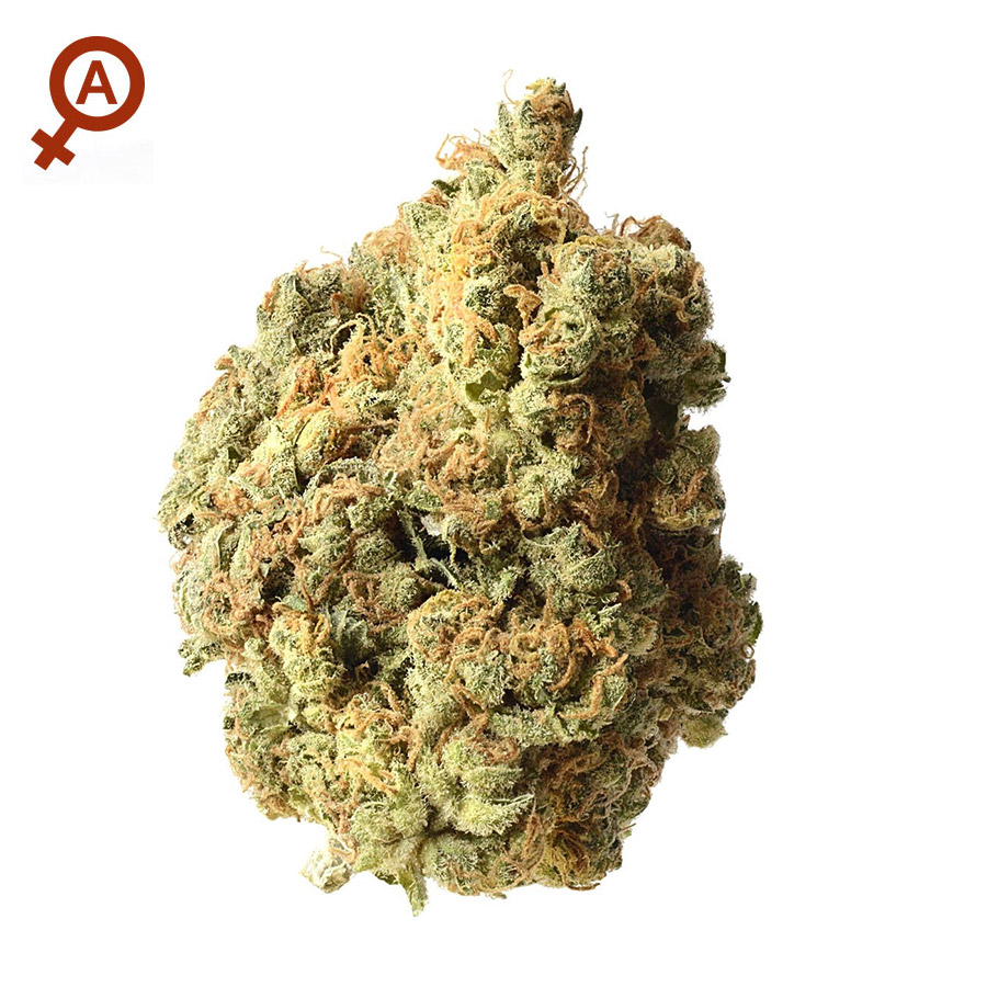Ak 47 - 10 Semi Autofem - Jo' Bulk Seeds