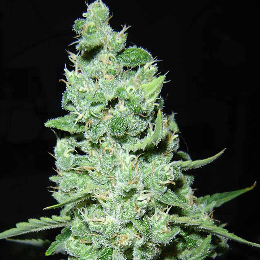 Ak 47 - 10 Semi Autofem - Jo' Bulk Seeds - immagine 2