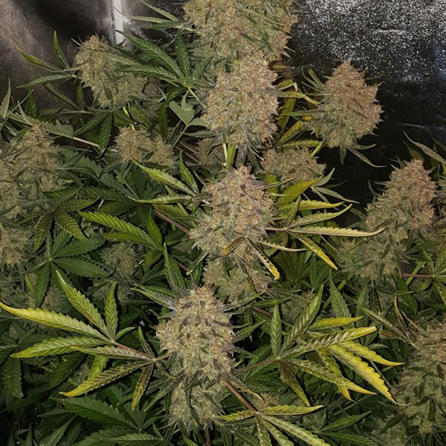 Gorilla 10 Semi Autofem - Jo'Bulk Seeds - immagine 2