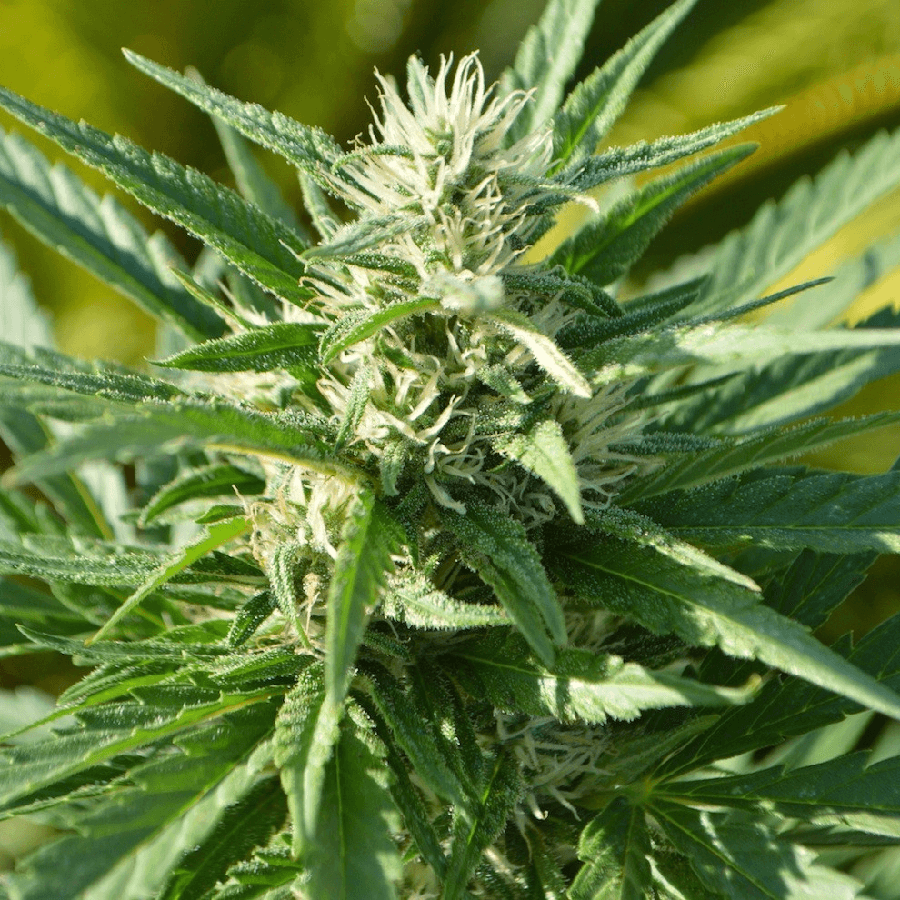 Gorilla 10 Semi Autofem - Jo'Bulk Seeds - immagine 3