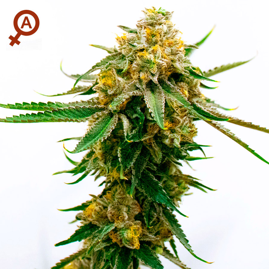 Gorilla 10 Semi Autofem - Jo'Bulk Seeds