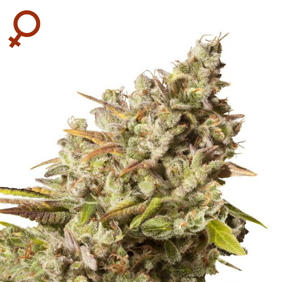 Gorilla Glue semi femminizzati - Jo'Bulk Seeds