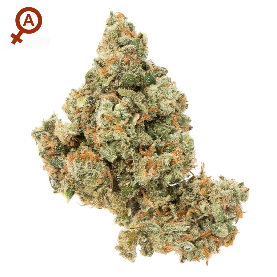 Jack Herrer 10 Semi autofem - Jo'Bulk Seeds