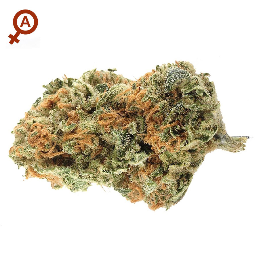 Northern Light 10 Semi Autofem - Jo'Bulk Seeds