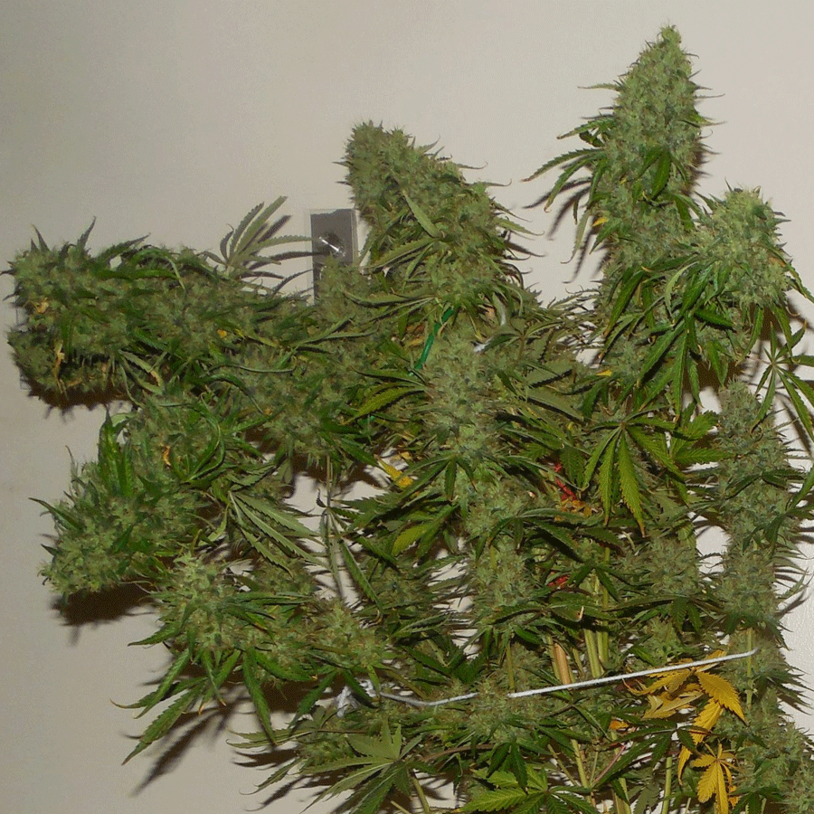Skunk 10 Semi autofem - Jo'Bulk Seeds - immagine 2