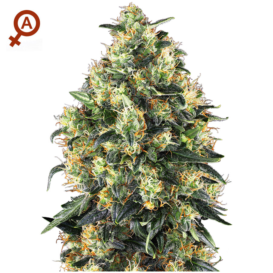 Skunk 10 Semi autofem - Jo'Bulk Seeds
