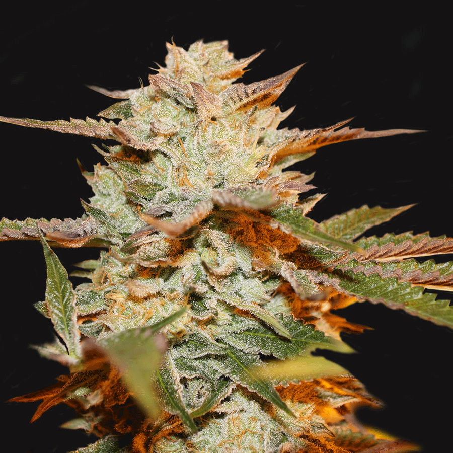 Gelato#33 semi femminizzati - Jo'Bulk Seeds