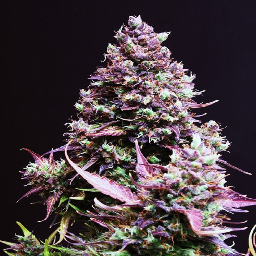 Cream Caramel Autofem 100 semi Sweet seeds