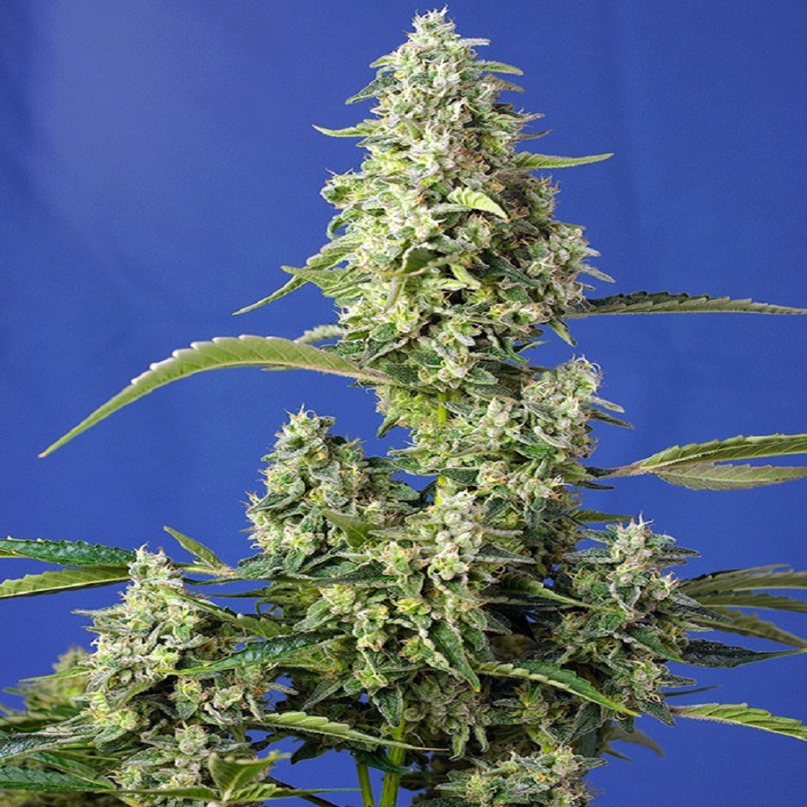 Gorilla Girl XL Autofem 100 semi Sweet seeds
