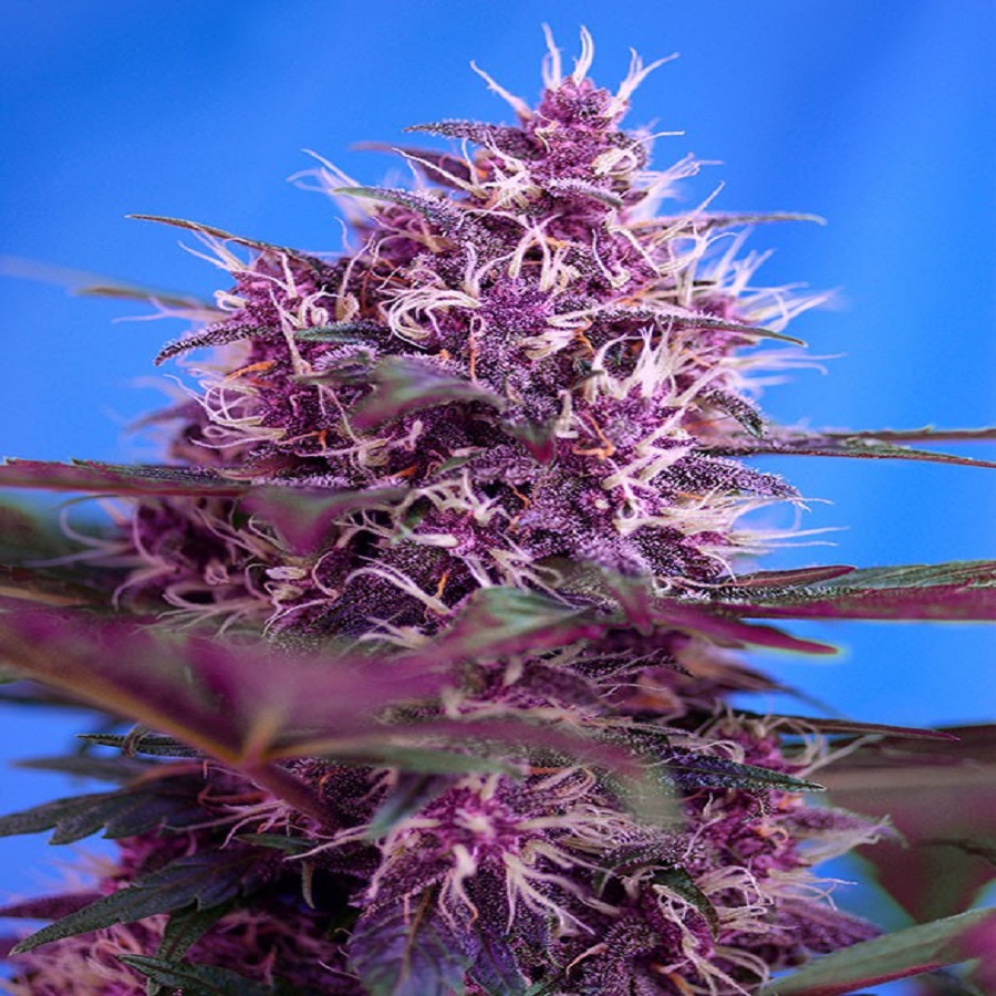 Red Poison Autofem 100 semi Sweet seeds
