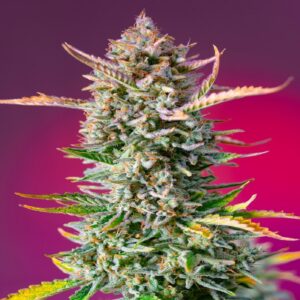 Gorilla Sherbert Fast Version F1 Fem. 100 semi Sweet Seeds