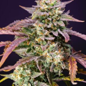Purple Punch OG XL Autofiorenti Fem. 100 semi Sweet Seeds
