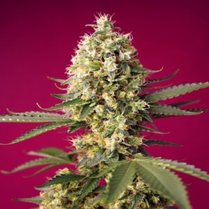 Skywalker OG Runtz XL Autofiorenti Fem. 100 semi Sweet Seeds