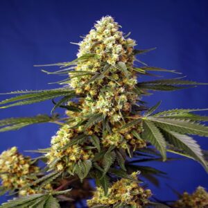 Strawberry Banana Gelato XL Autofiorenti Fem. 100 semi Sweet Seeds