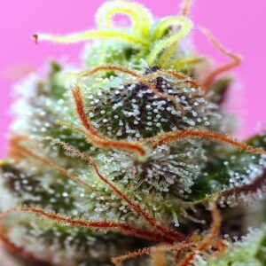 Sweet Mimosa XL Autofiorenti Fem. 100 semi Sweet Seeds