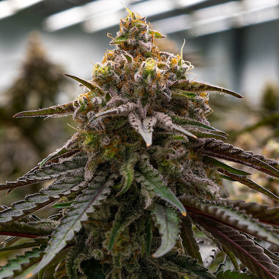 MAC semi femminizzati Jo' Bulk Seeds