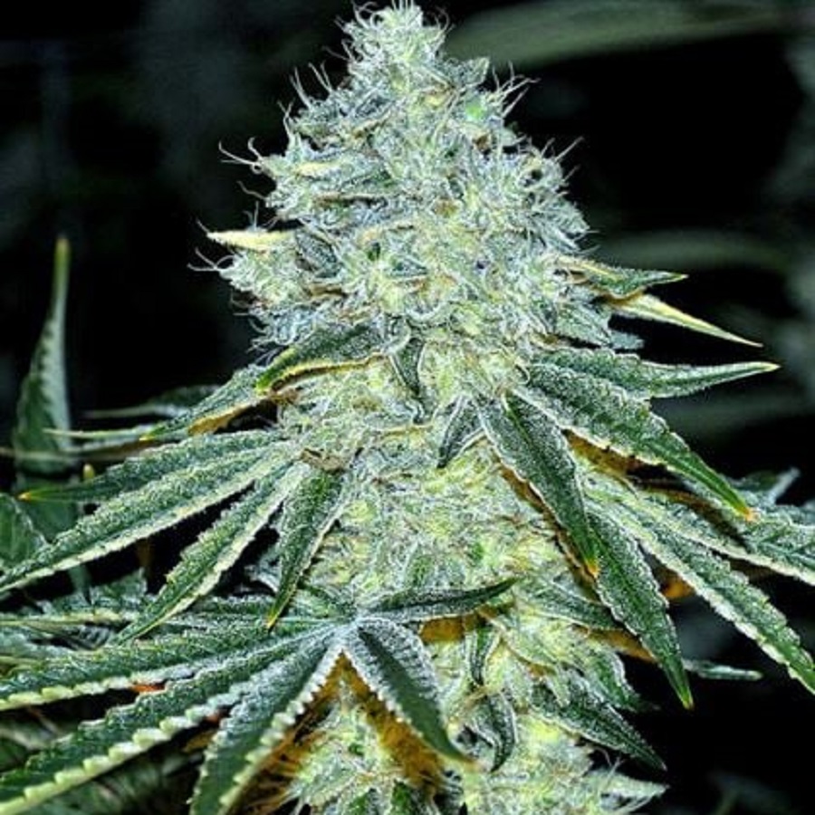 MAC semi femminizzati Jo' Bulk Seeds - immagine 2