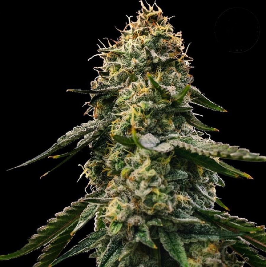 Runtz 10 semi auto-femminizzati - Jo'Bulk Seeds