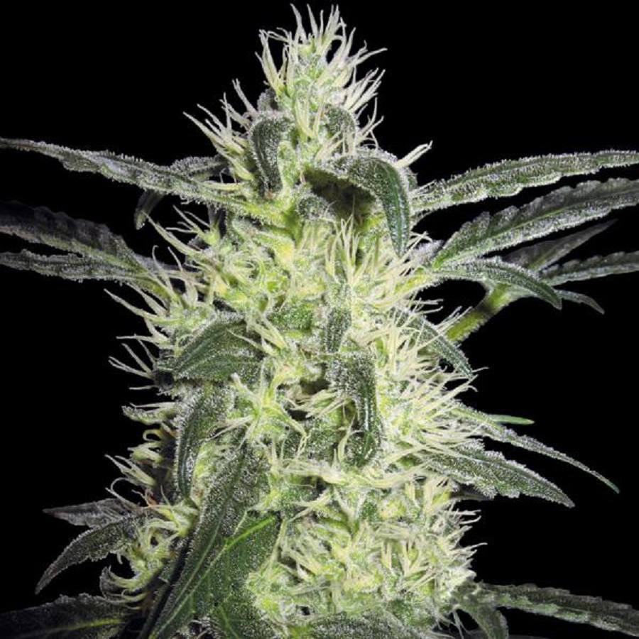 Super Silver Haze semi femminizzati - Jo'Bulk Seeds