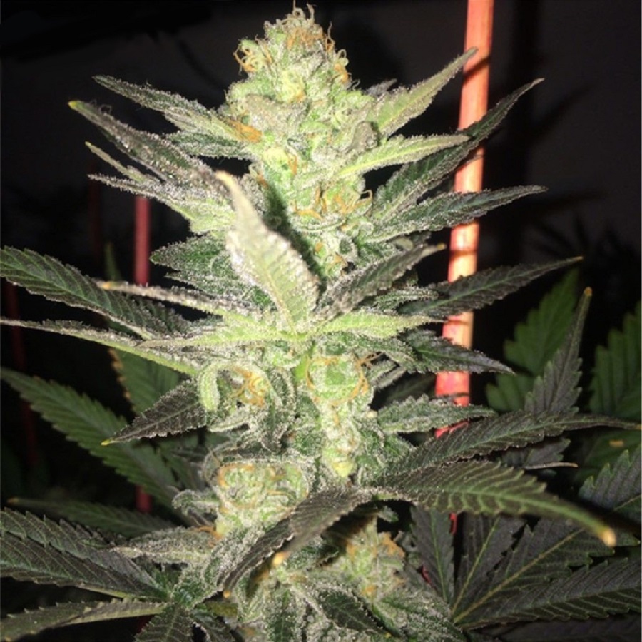 Super Silver Haze semi femminizzati - Jo'Bulk Seeds - immagine 2