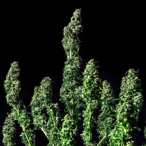 Moby Dick 10 semi femminizzati Jo' Bulk Seeds