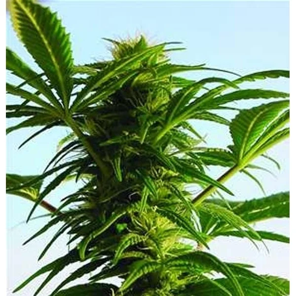 Power Plant 10 semi femminizzati Jo' Bulk Seeds