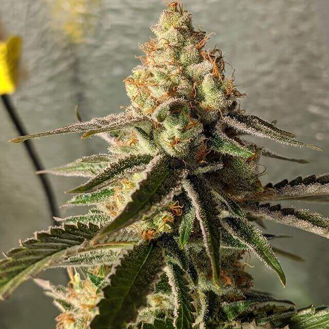Gorilla Banana 10 Semi Autofem. Jo' Bulk Seeds
