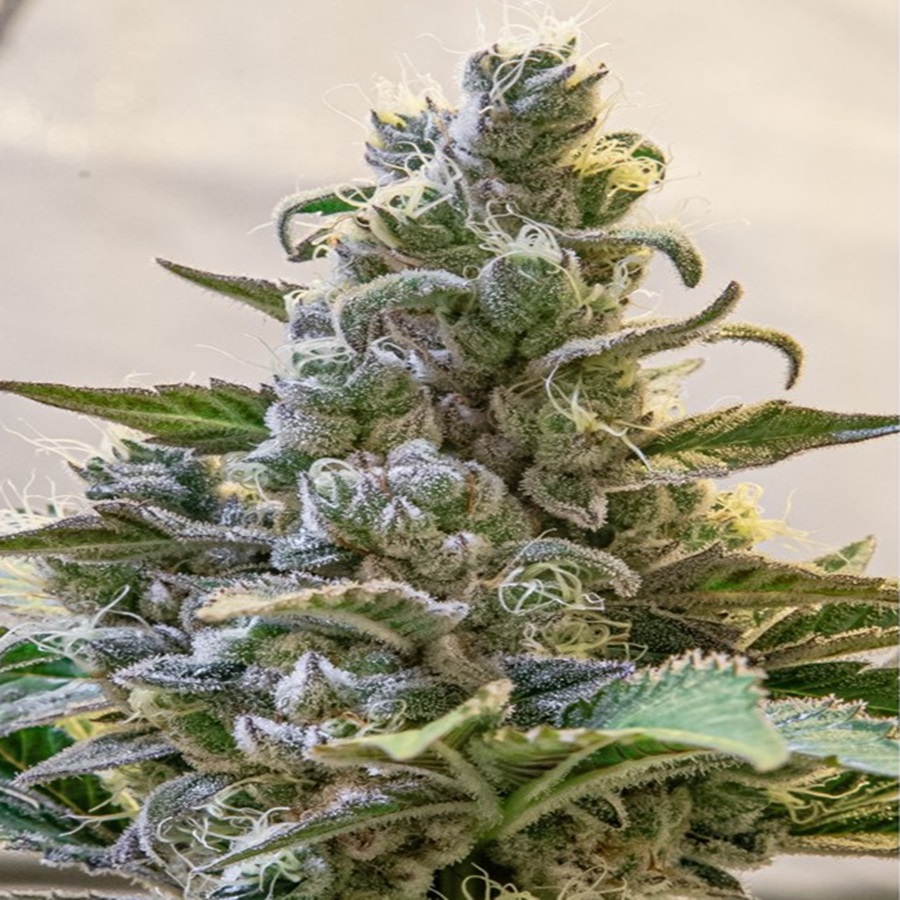 Lemon Cake 10 semi autofem. Jo' Bulk Seeds