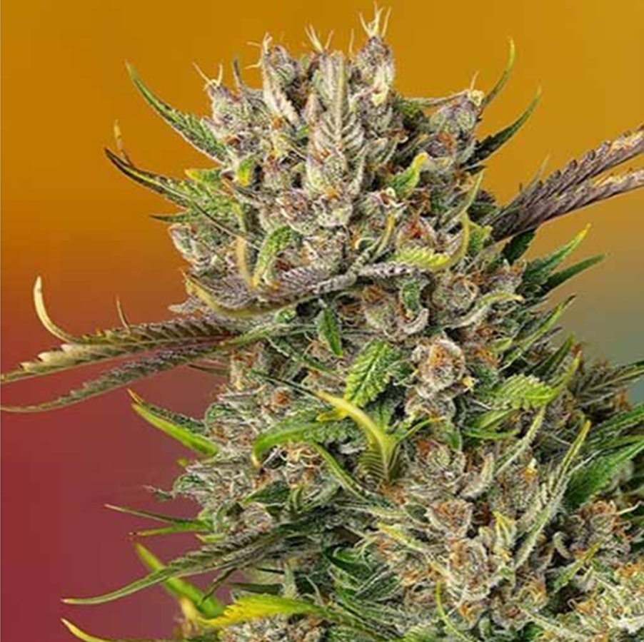 Zoap Papaya 10 semi autofem. Jo' Bulk Seeds