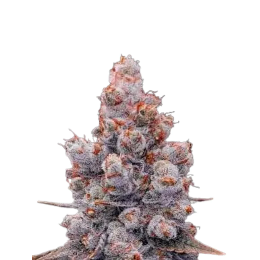Tangerine Gelato 10 semi autofem. Jo' Bulk Seeds