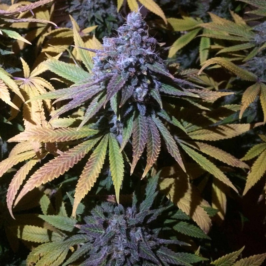 Gran Daddy Purple fast version 10 semi femminizzati Jo' Bulk Seeds