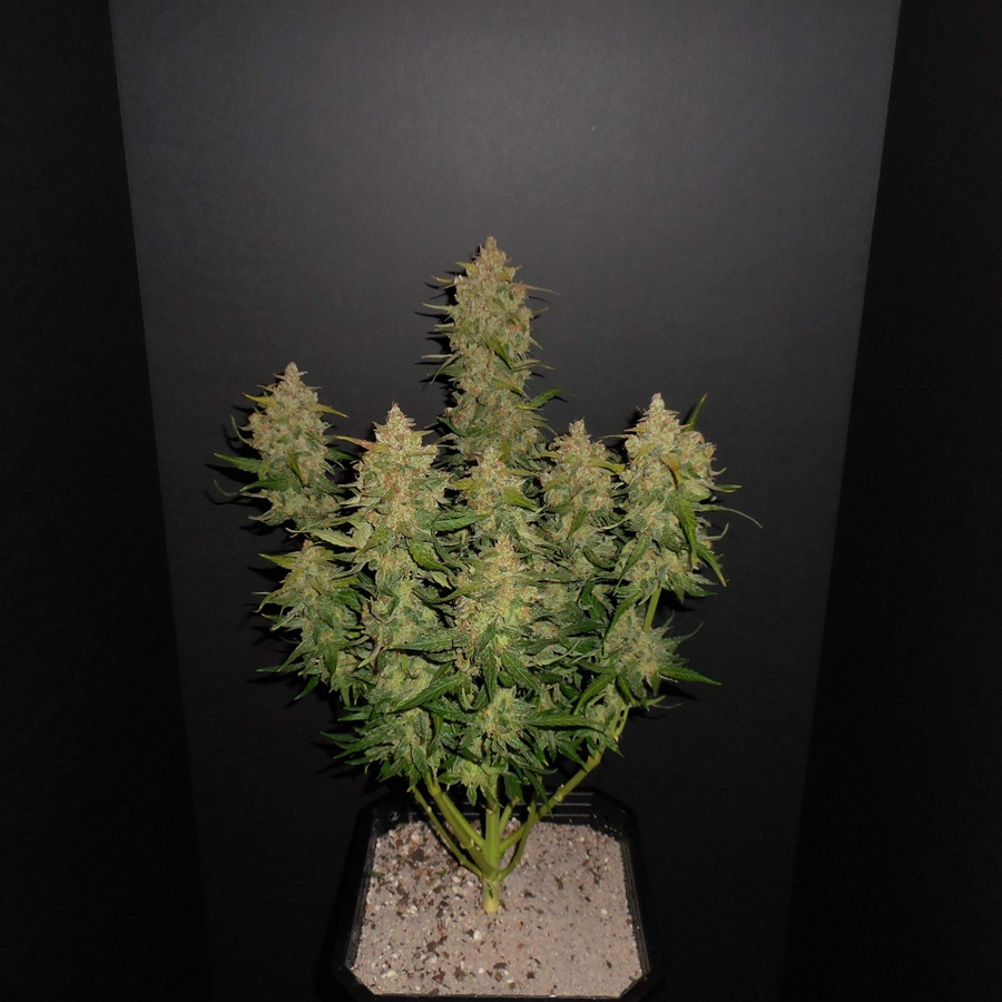 LEMON AK autofem. 100 semi Fast Buds 4.20 - immagine 2