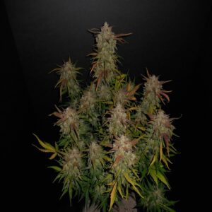LEMON AK autofem. 100 semi Fast Buds 4.20
