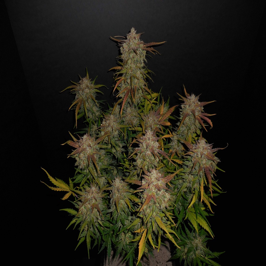 LEMON AK autofem. 100 semi Fast Buds 4.20