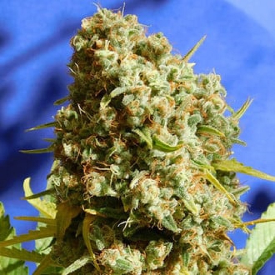 Bruce Banner fast version 10 semi femminizzati Jo' Bulk Seeds