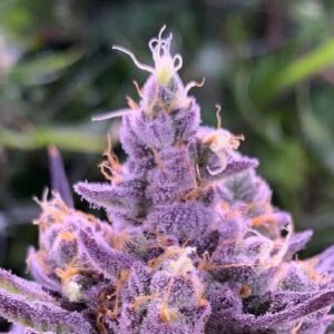 COLIN OG semi femminizzati Jo' Bulk Seeds