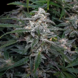 Biscotti 10 semi autofem. Jo' Bulk Seeds