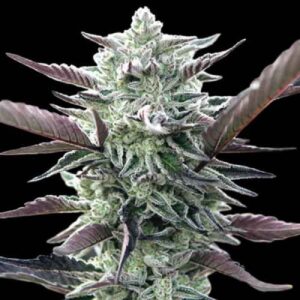 OREOZ semi femminizzati Jo'Bulk Seeds