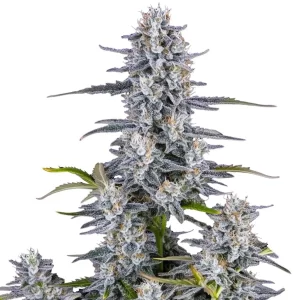 Super Boof 10 semi autofem. Jo' Bulk Seeds