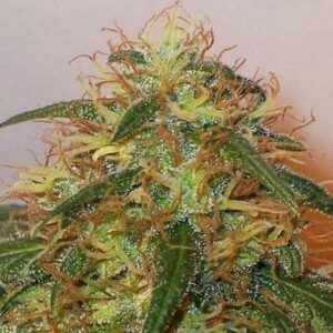 Afghan # 1  semi femminizzati Jo' Bulk Seeds