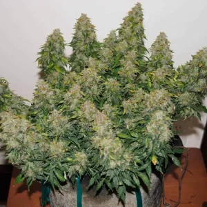 Mimosa xxl 10 semi autofem. Jo' Bulk Seeds